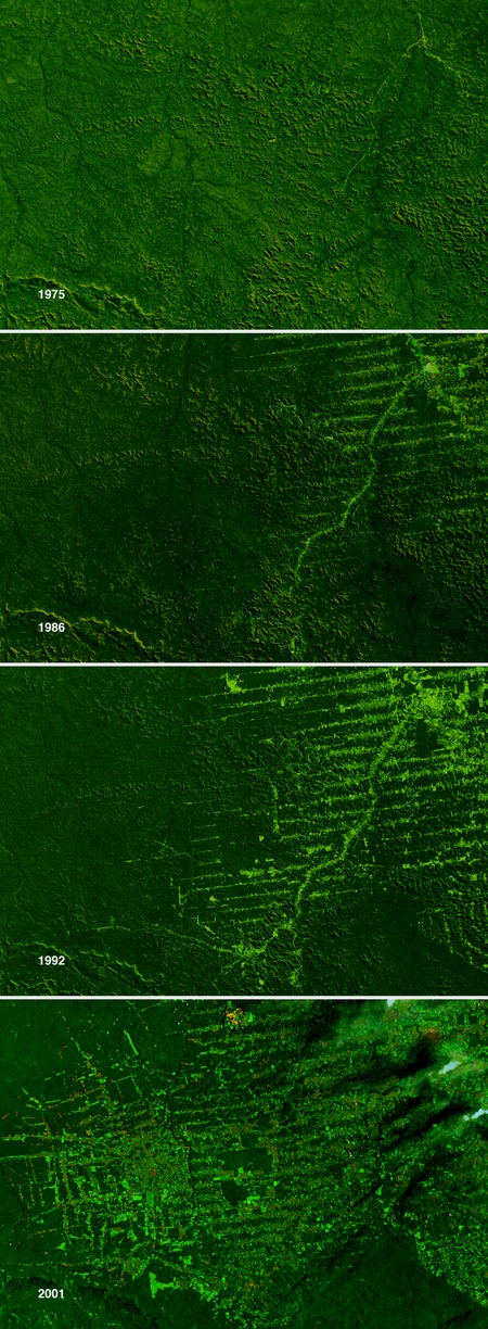 Deforestation_coolcosmos_pics_r04_2880x7836