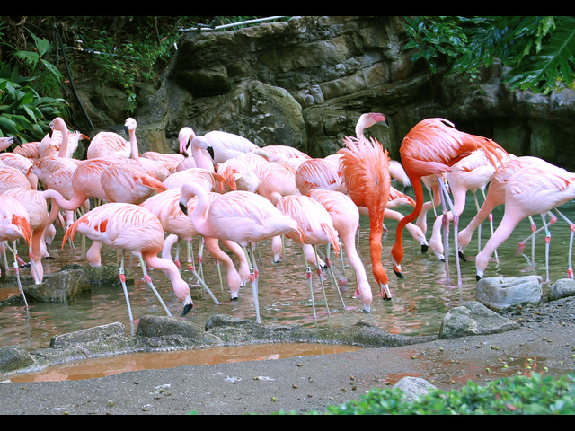 Flamingo-vis