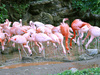 Flamingo-vis