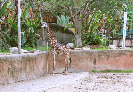 Giraffe2-vis