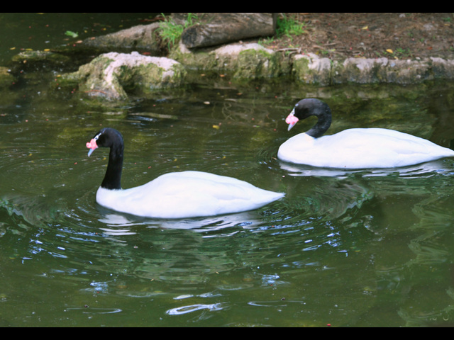 Swans-vis