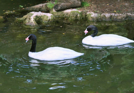 Swans-vis