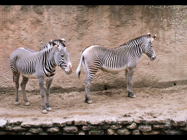 Zebras-vis